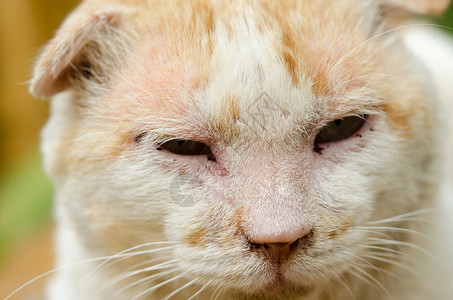 猫咪男性隐藏灰色虎斑生活小猫乐趣女性头发宠物高清图片