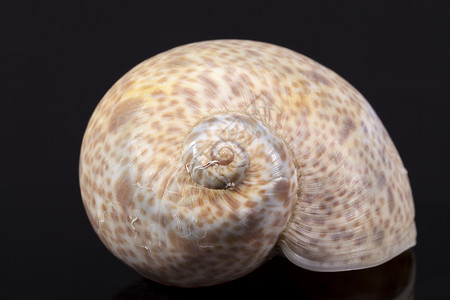 黑色底底黑底海蜗牛单海洋贝壳背景图片