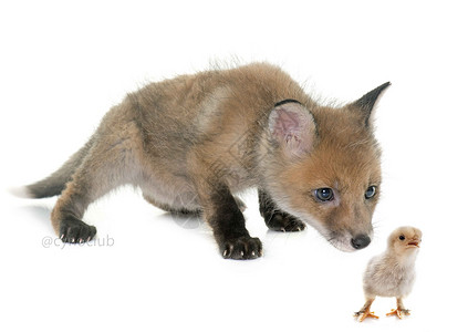 演播室的狐狸幼崽和小鸡高清图片