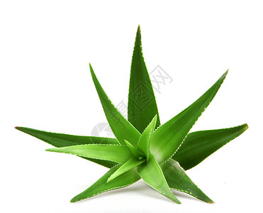 白上隔离的 Aloe vera 植物愈合芦荟花皮肤药品沙漠治愈生长叶子草本植物果汁背景图片