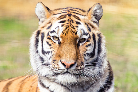 西伯利亚虎动物群神话动物捕食者危险橙子食肉野生动物老虎豹属背景图片