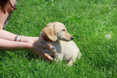 白达施蒙小狗坐在妇女手中的绿草地上高清图片