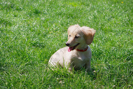 坐在绿色草地上的白笑脸达克肖德小狗高清图片