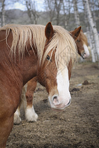 马尾巴眼睛白色马匹头发鬃毛红色毛皮背景图片