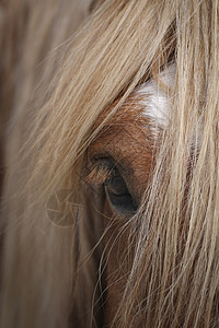 马尾巴毛皮鬃毛红色马匹头发白色眼睛背景图片