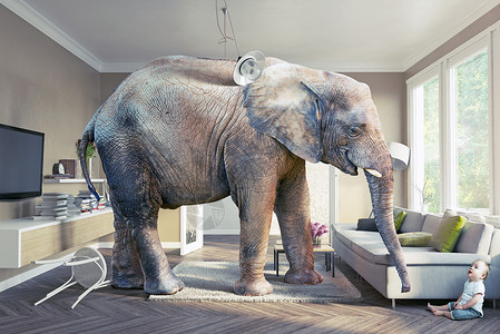 大象和婴儿树干地毯客厅动物地面惊喜插图窗户图书木地板背景图片