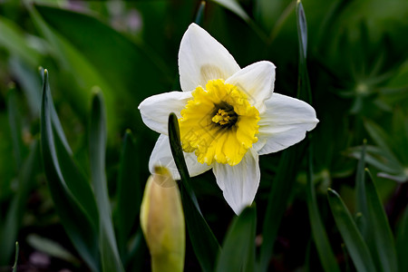 纳西修斯的花朵水仙草地植物发芽花园叶子镜像花坛照片黄色背景图片