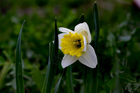 纳西修斯的花朵水仙白色发芽照片花坛黄色花园植物群草地镜像背景图片