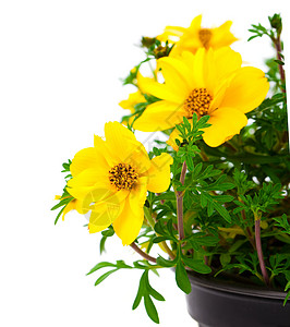 阿魏菇黄花 Goldmarie 或或黄色花园植物花朵白色金发姑娘植物群背景