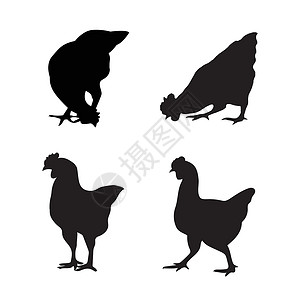 老鸡一只鸡在白色背景上的矢量图像家禽吉祥物食物小鸡插图农业标识男性动物商业插画