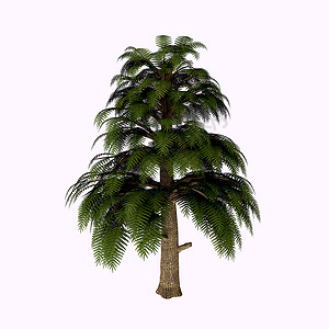 树形树植物3d绿色蕨类渲染叶子树干盆纪插图环境高清图片