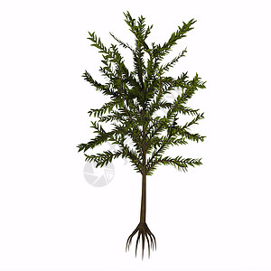 树插图植物学绿色树干叶子侏罗纪环境蕨类森林植物背景图片