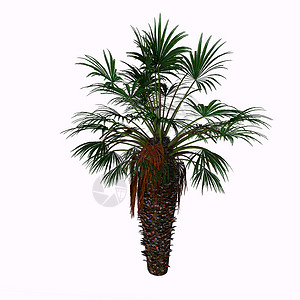 矮浪扇棕榈树高清图片