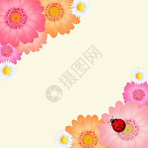花花边框花冠花瓣季节花朵框架插图瓢虫背景图片