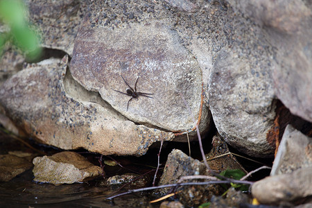 石头上的蜘蛛背景图片