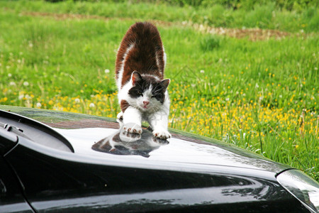 猫抓破车 享受背景图片