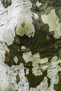 梧桐树皮细节植物飞机绿色白色树干背景图片