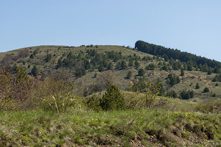 春天的巴尔干山针叶树树木松树草地小路空地森林衬套天空花朵背景图片