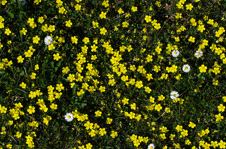 地上到处都是黄白花和黄色花朵背景图片