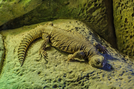 10号洛罗公园有扁平体的大蜥蜴爬行动物荒野木头动物群眼睛动物野生动物皮肤爬虫婴儿背景图片