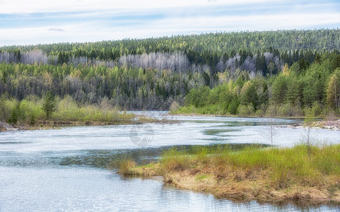 Umea 河与森林背景图片