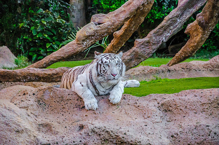 野生白老虎在罗罗帕克 特纳里夫 加那利群岛的孟加拉白老虎身体森林眼睛食肉树木鼻子哺乳动物头发毛皮耳朵背景