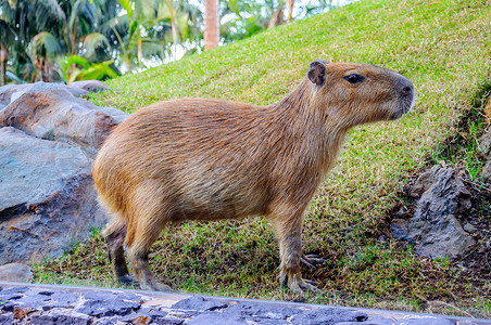 舒尔帕洛罗帕尔克 特纳里夫 加那利群岛的卡皮巴拉食草警报湿地水鸡野生动物老鼠沼泽水螅毛皮动物背景