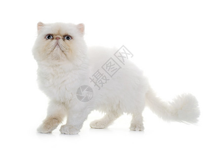 天猫猫白百塞天猫动物成人蓝色白色工作室眼睛宠物小猫背景