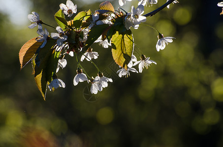 白樱花花朵背景图片