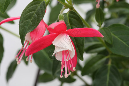 Fuchsia 花朵花园三叶紫红色树叶白色花瓣红色植物背景图片