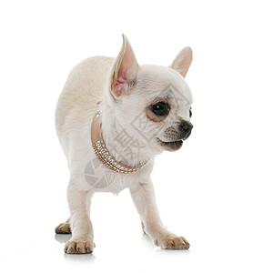 演播室里的小小狗吉娃娃衣领工作室宠物动物短发白色背景图片
