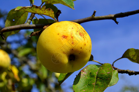 秋苹果在花园的树枝上背景图片
