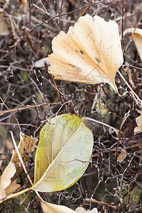 死叶落叶衬套植物季节叶子棕色枝条背景图片