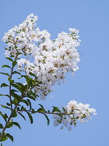 血花开花季节高清图片