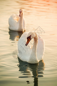 两个天鹅生活家庭野生动物动物白色背景图片