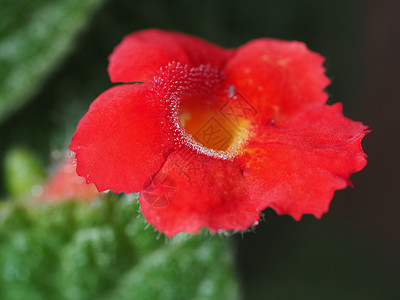 红花闪光红色绿色花园玻璃晴天花粉花瓣场地背景图片