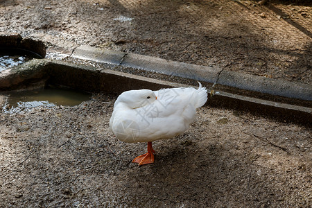 鹅和鸭视图花园翅膀白色鸭子地面背景图片