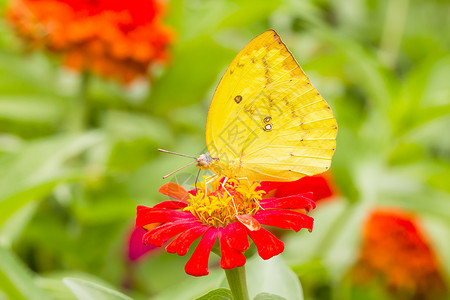 在墨西哥向日葵上切除蝴蝶橙子花园昆虫花瓣恶魔翅膀底面蠕形螨君主柠檬背景图片