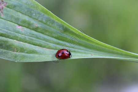 幸运符蚜虫红色瓢虫生态花朵昆虫黑色植物背景图片