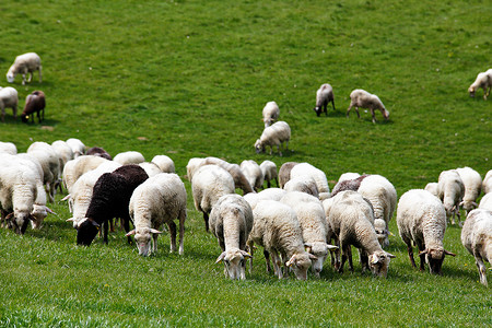 牧羊群在绿草原上 春田和草地季节生态山脉团体森林农场种群农田风景场地背景