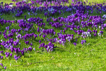 春天的紫花粉紫色鲜花橙子百合灌木植物群球根花朵花卉植物背景图片