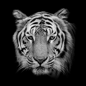黑色和白色美丽的黑白老虎  孤立在黑色背景上丛林反思捕食者荒野猫科动物眼睛动物橙子猎人野猫背景