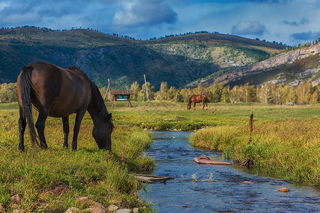马古拉山地牧场的马匹山脉公园爬坡蓝色草地农村森林农场天空马术背景