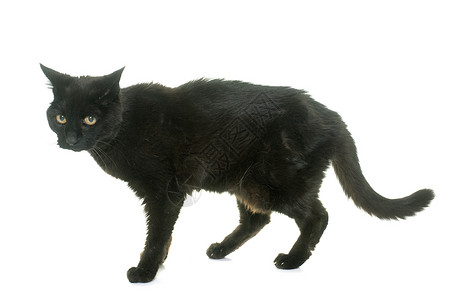 旧黑猫动物工作室宠物猫科背景图片