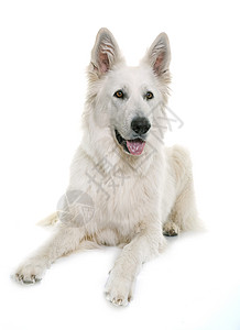 白瑞士牧羊犬宠物工作室动物牧羊人白色牧羊犬高清图片