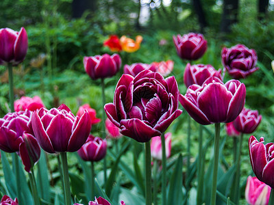 城市公园的郁金香花坛灯泡粉色花园红色绿色背景图片