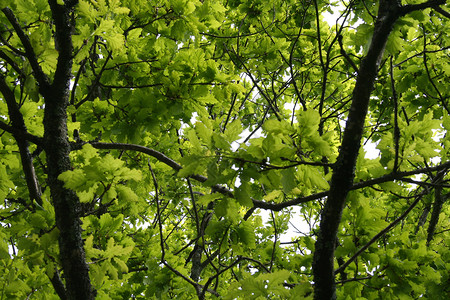 橡树绿色森林背景图片