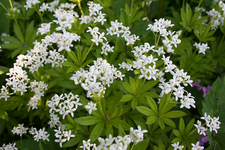 天竺葵园艺花园白色绿色花朵背景图片