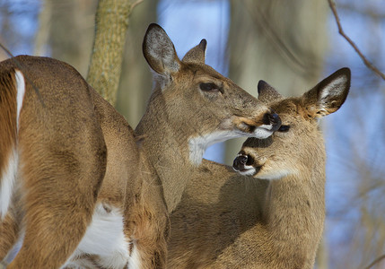 一对可爱野生鹿的美丽相照高清图片