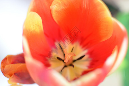 红色郁金香花卉背景的特写照片宏观中心植物群生活卡片雌蕊植物花瓣季节生长背景图片